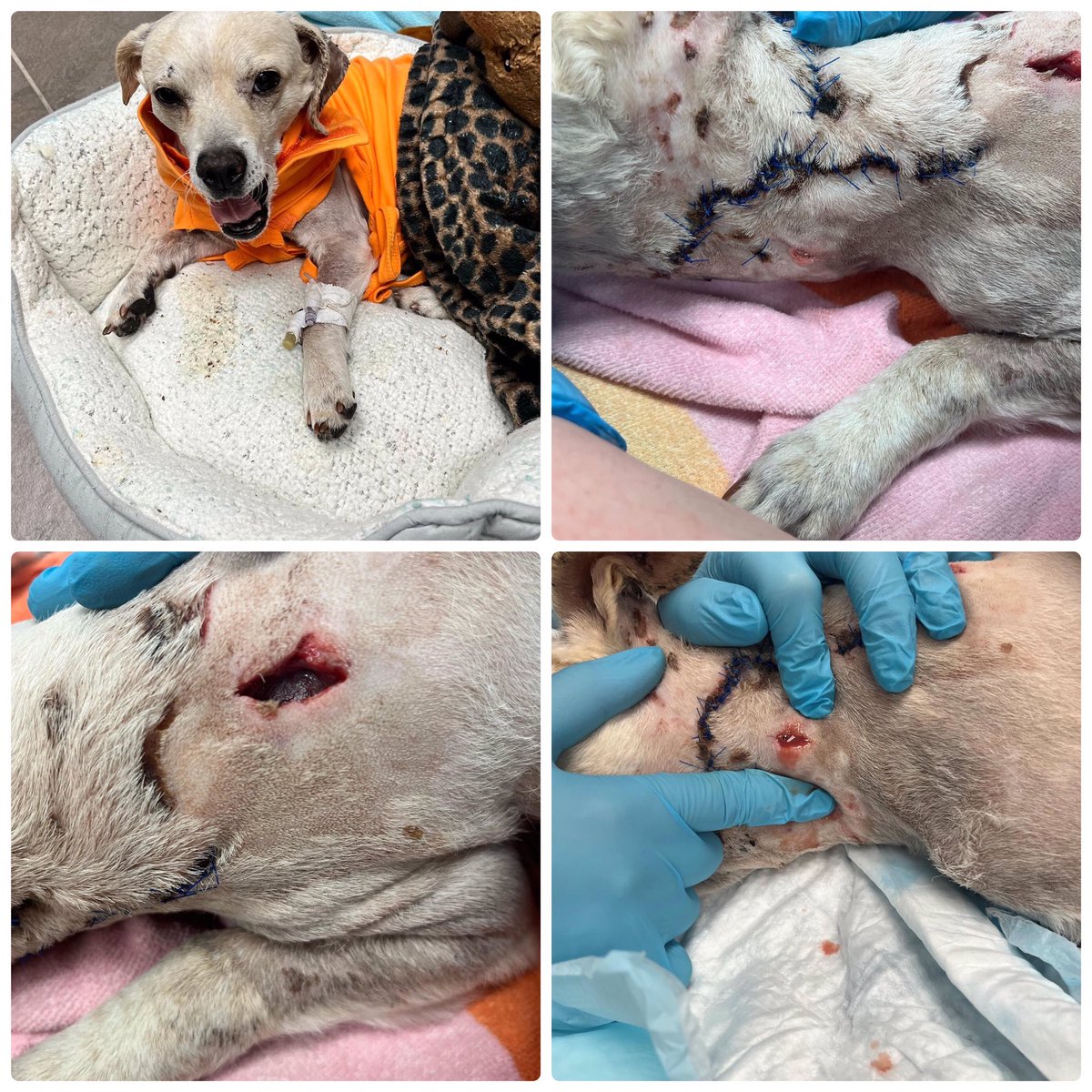 🙏ARIES PUPDATE ⚠️Sensitive Content⚠️ He had a 2nd surgery under 1 of the suture sites an abscess formed & burst, 1 incision was made on the neck & 1 on the neck 2 allow drainage Still fighting the🩸infection that requires antibiotics by IV & bandages changed every 12hrs