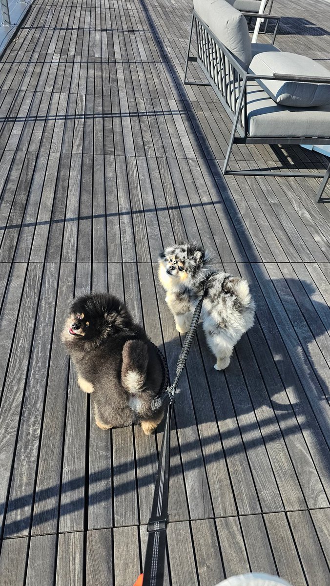 CHAUmanderp's tweet photo. Happy #NationalPetDay to these 2 boys https://t.co/eebH5lFsup