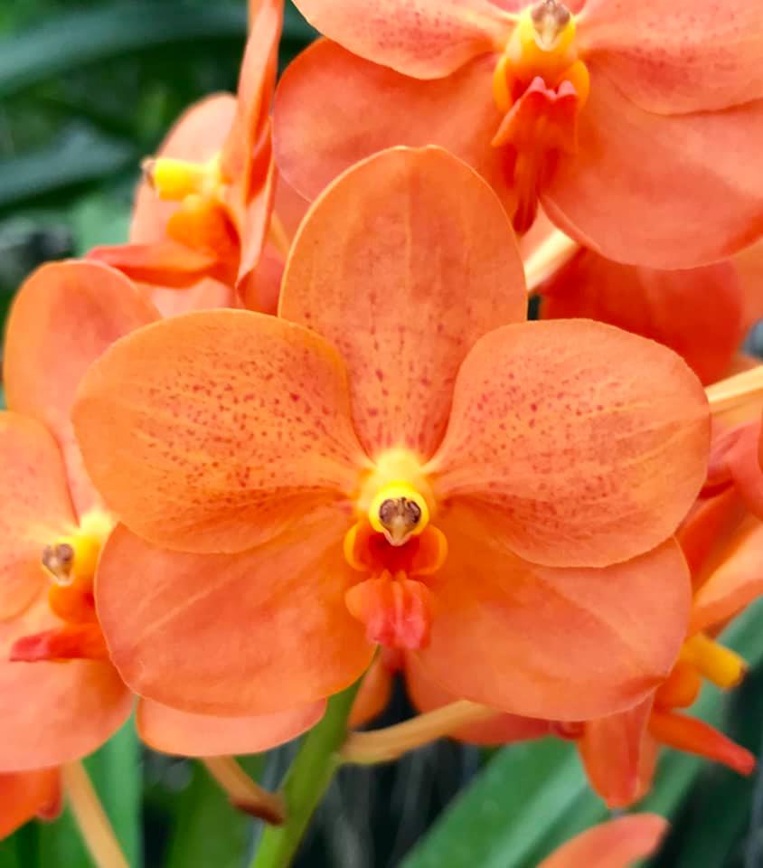 Vanda Suksumran Sunlight #orchids #plants