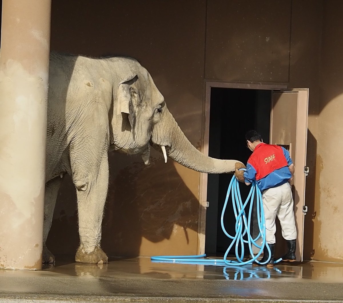 はいどうぞ

#ワルダー
#アジアゾウ
#東山動植物園