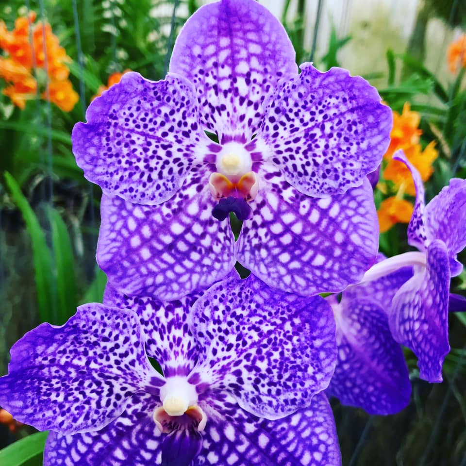 Vanda Somsri Glory #orchids #plants