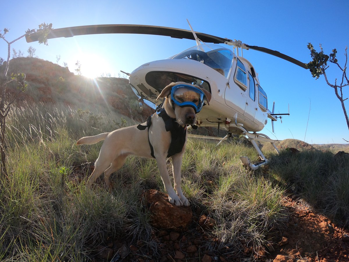 Remote cameras and conservation dogs will be deployed as part of a UQ research project aiming to conserve four threatened Queensland reptile species. 🐶🦎 More: tinyurl.com/s7m9m7se @UQ_News @april_reside 📸Detection For Good