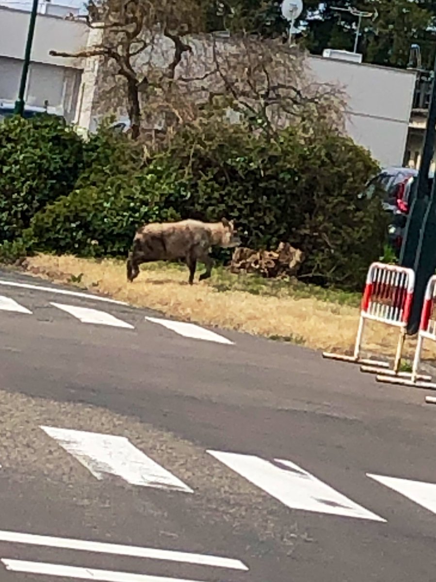 わかりにくいけど理工にカモシカいたのでお気をつけて…