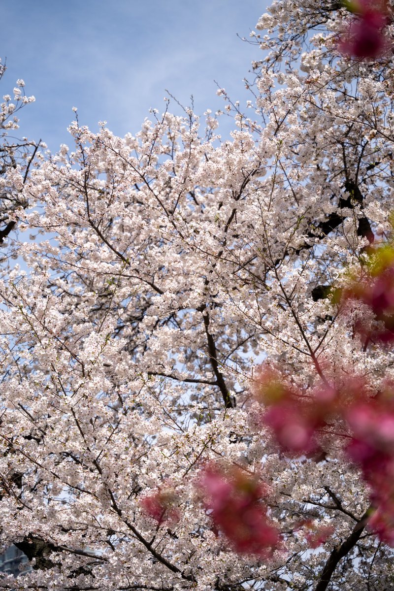#新宿御苑 の 桜
#写真好きな人と繋がりたい
#これソニーで撮りました