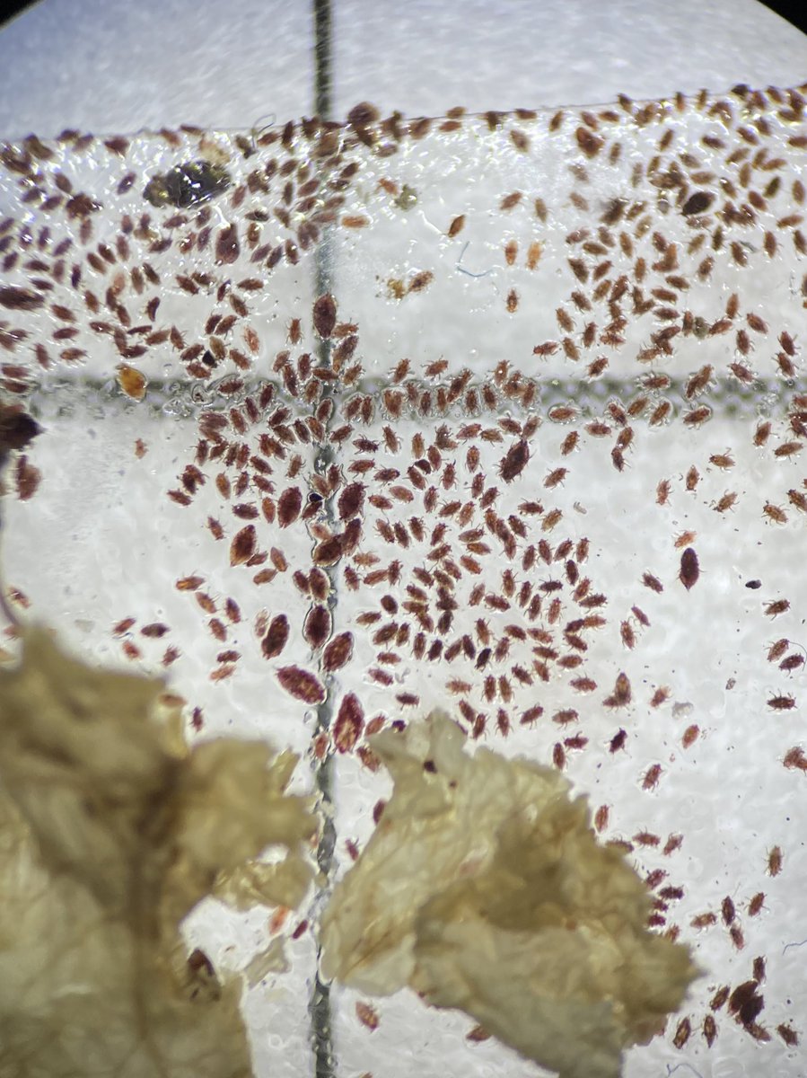 Samantha Kennett (@smkennett4) on Twitter photo Starting off our monitoring project of crape myrtle bark scale in DC! Working with <a href="/uscapitol/">Architect of the Capitol (AOC)</a> we will monitor sites over the next few years for these crape myrtle pests. Starting off our monitoring project of crape myrtle bark scale in DC! Working with <a href="/uscapitol/">Architect of the Capitol (AOC)</a> we will monitor sites over the next few years for these crape myrtle pests.
