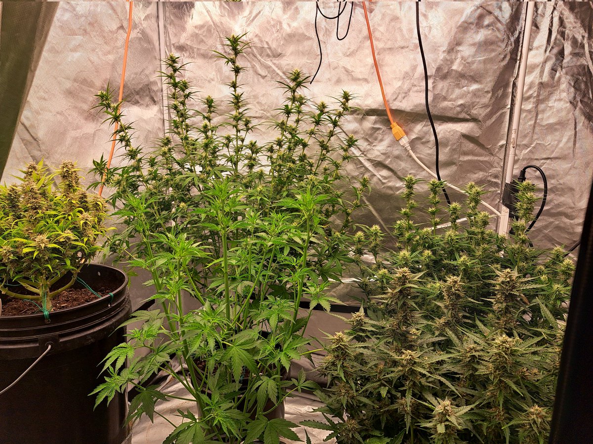 BigGayVladdy's tweet photo. #marshydro #Mmemberville
#royalqueenseeds #StonerFam #stonersrus #growyourown
#topleaflist #420community
Going on vacation soon. Gotta shut everything off in a few weeks. Winding down. https://t.co/AM5YKuQYwZ