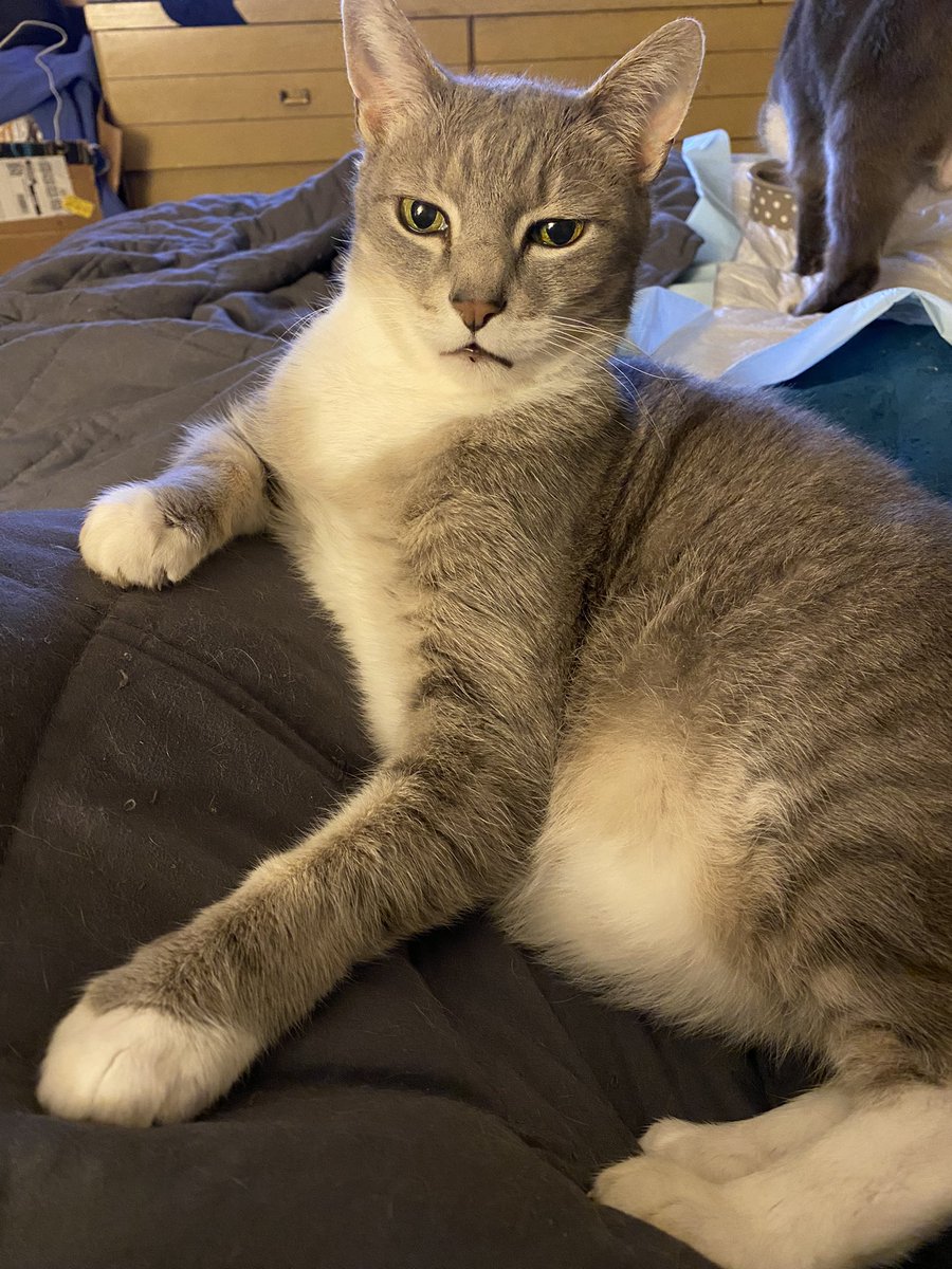 Miscellany_ms's tweet photo. @LONTDC1 This is Athos.  He may or may not be judging you. https://t.co/seH1av8D5f