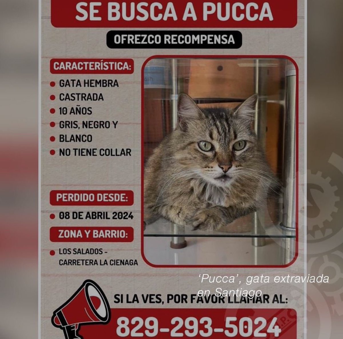 Se busca a PUCCA en Santiago. Recompensa: RD $ 20,0000