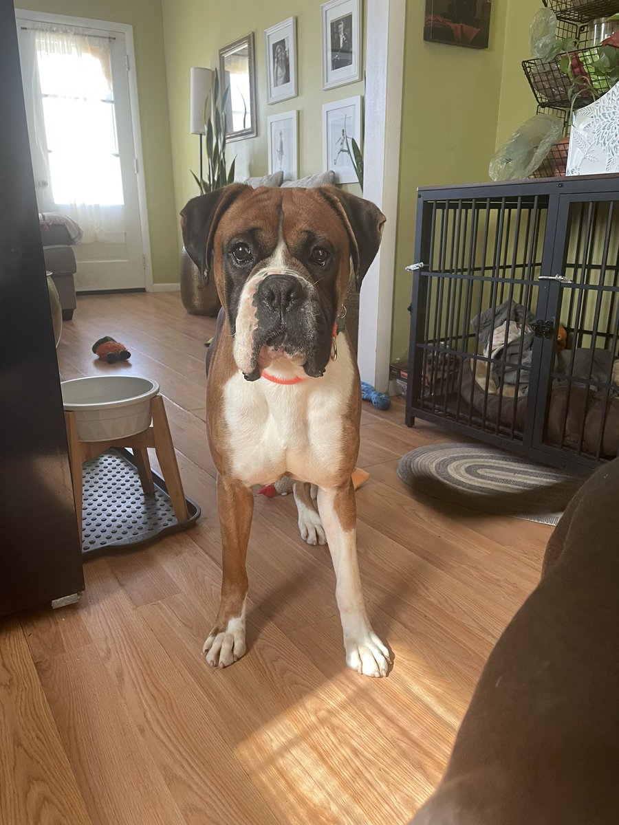 Duncan is fully vetted & ready to roll. This 3 yr old former stud dog got a pass because he didn’t do his job. 💪Located in the #Lancaster area. Dog &kid friendly. This boy is just the best. #adoptme #rescuedog #boxerdogs #boxerdoglover #adoptables #boxerrescue #saynotopuppymills