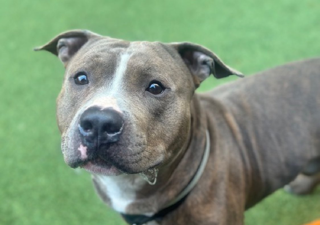 Latte 196181 really needs help. So distressed with his predicament, he's licking his kennel bars and being vocal in his kennel. Arriving just March 21, he's been fast tracked TBK in NYCACC Saturday. Two years old and he's easily removed and returned to his kennel, he walks well…