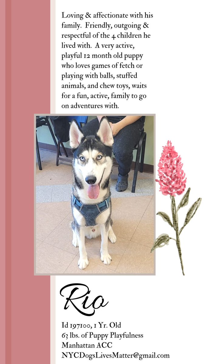 🐺🐾RIO🆘12 Month Old Pup #NYCACC Surrendered For Being Too Active Really ?🙄 Loves Playing With🎾&🧸Waits 4 His👨‍👩‍👧2 Go On Adventures. Can We Save Him😢 He Has Till📌4/13☠️📓Only #197100 #Manhattan ACC Please #Rt #Pledge #Adopt #Foster ⌛️🏃‍♀️ 📧nycdogslivesmatter@gmail.com