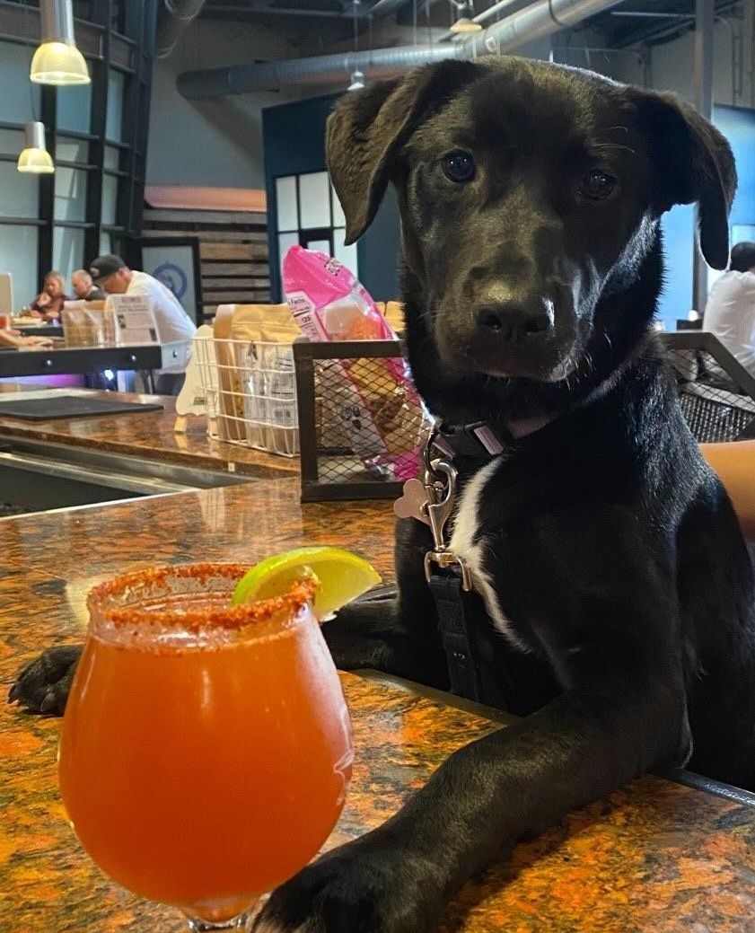 Happy #NationalPetsDay! 🐾 We love having your furry companions join us in our Tasting Room! Here are a few of our most recent doggo photos shared with us! 🍻🐕 ⁠ ⁠ Have photos of your pet with our beer or in the Tasting Room, share below!