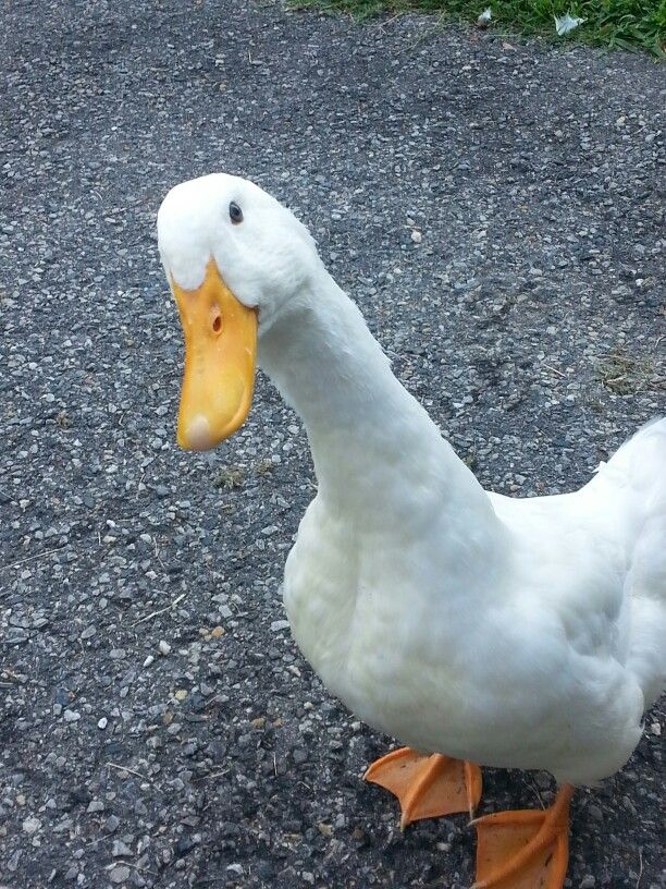 why you should have a duck (@shouldhavenduck) on Twitter photo 2024-04-12 01:19:15
