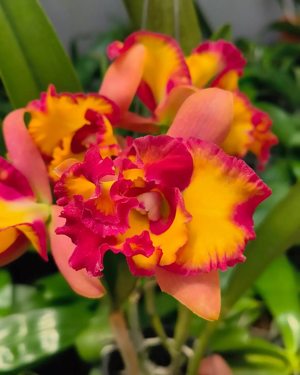 Rlc. River Kwai Surprise #orchids #plants