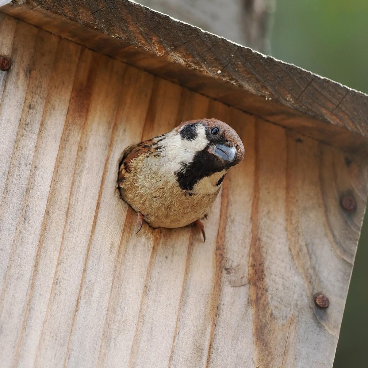 巣箱から、、ぴょこっ☺️🤎🏠

#スズメ #ちゅん活 #野鳥 #sparrow 
#野鳥撮影 #小鳥 #巣箱