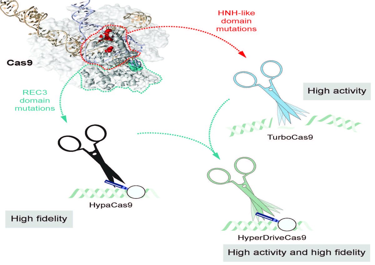 Are you tired of slow gene editing and scattershot targeting? 

Well no more, here we introduce HyperDriveCas9.
An engineered Cas9 variant that is both hyperactive and hyper accurate.

doi.org/10.1016/j.crme…