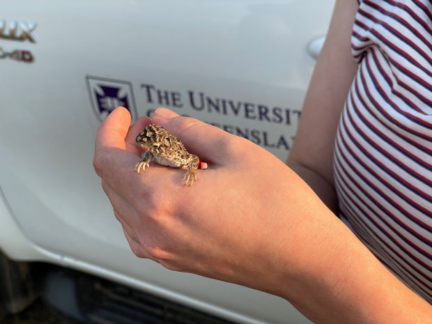 A team of #UQ researchers is collaborating with #DetectionForGood to save the endangered earless dragon. Conservation dogs are being trained to locate the tiny reptiles found in Qld’s Condamine region. 🔗brnw.ch/21wIJQl @UQScience @april_reside
