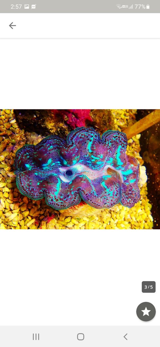 first_marines's tweet photo. シラナミガイ✨
小さめで綺麗！！

#サンゴ #海水魚 #水槽　#ナガレハナ　#ダイビング　#ハナサンゴ　#オーストラリア　#アザミハナガタ　#カクレクマノミ　#ハナガササンゴ　#ナンヨウハギ　#イバラカンザシ　#クダサンゴ　#カクオオトゲ　#オオバナ　#ハナガタサンゴ　#ミドリイシ　#スコリミア https://t.co/r2aoxqzmxy