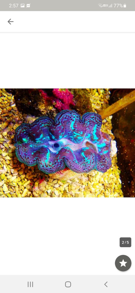 first_marines's tweet photo. シラナミガイ✨
小さめで綺麗！！

#サンゴ #海水魚 #水槽　#ナガレハナ　#ダイビング　#ハナサンゴ　#オーストラリア　#アザミハナガタ　#カクレクマノミ　#ハナガササンゴ　#ナンヨウハギ　#イバラカンザシ　#クダサンゴ　#カクオオトゲ　#オオバナ　#ハナガタサンゴ　#ミドリイシ　#スコリミア https://t.co/r2aoxqzmxy