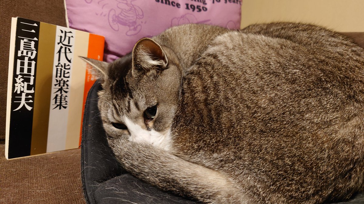 amamuna2's tweet photo. みしまむ https://t.co/n3zhfm8kJ4
