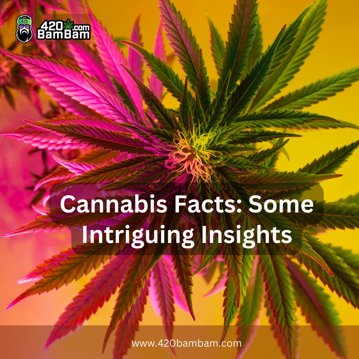 -Cannabis: ancient plant, modern marvel. Used for centuries for medicine, industry, and fun.
-Over 100 cannabinoids in cannabis, but THC and CBD steal the spotlight.
-Medical cannabis: a lifeline for chronic pain, epilepsy, MS, and chemo side effects.
#CannaCommunity #420BamBam