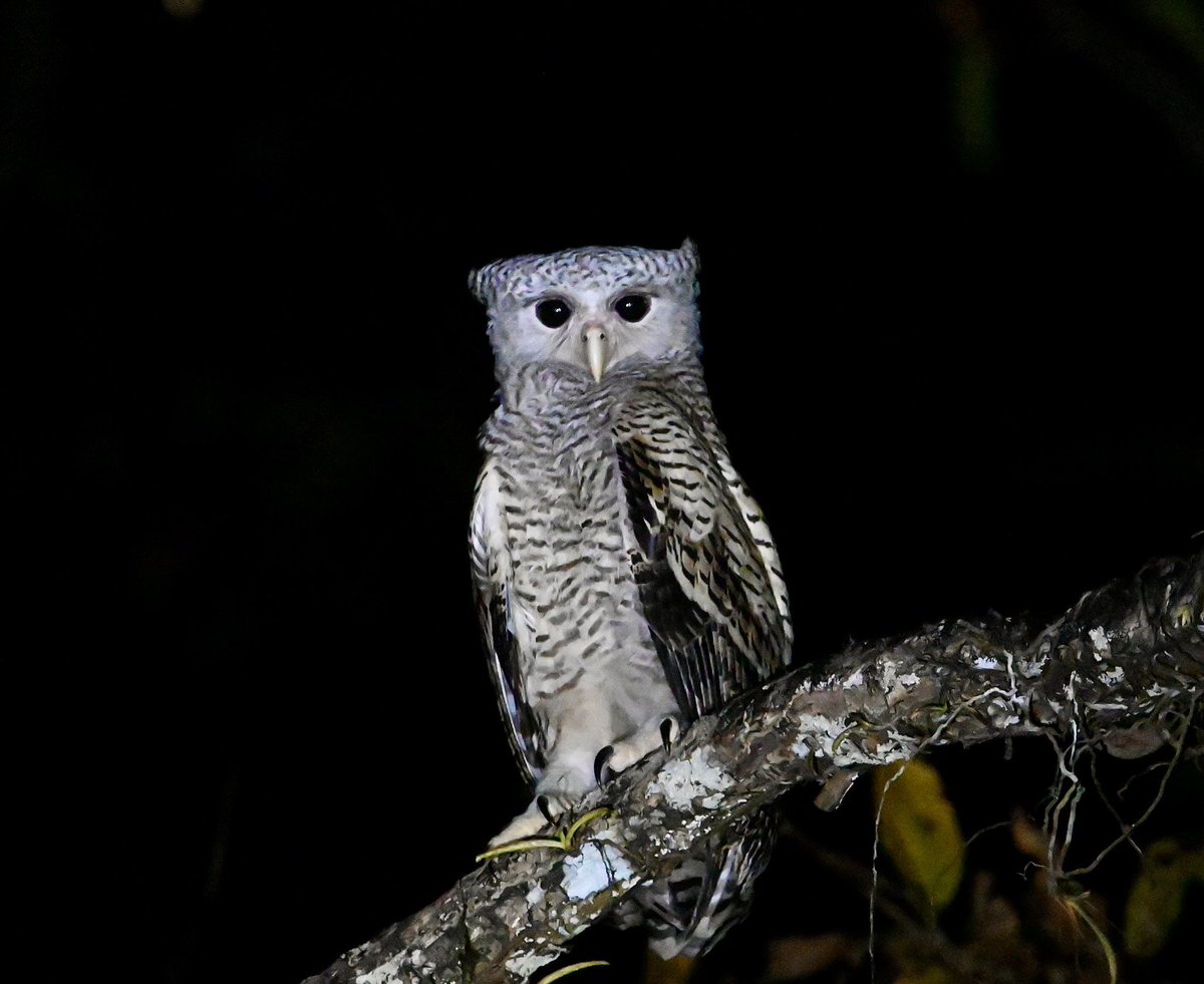 #1480 Spot-bellied Eagle Owl!! A White-Walker!! #dailypic #IndiAves #TwitterNatureCommunity #birdwatching #ThePhotoHour #BBCWildlifePOTD #natgeoindia