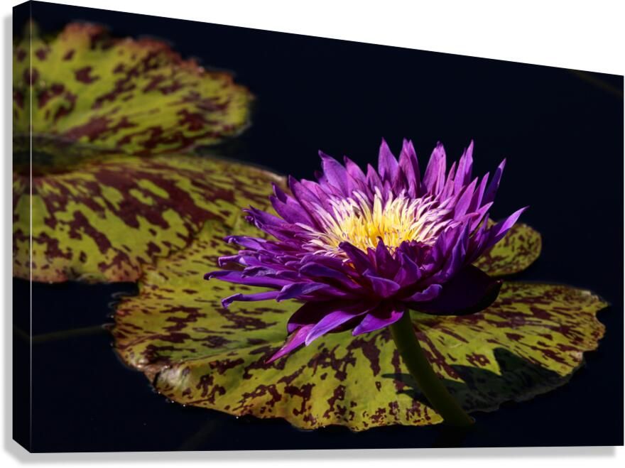 Heart of Gold #WallArt Available as canvas, metal, wood, acrylic, framed prints and more #WaterLily #flowers #floral #aquatic #nature #photography #prints for your #home or #office #decor #FillThatEmptyWall #BuyIntoArt Available here ---> buff.ly/4a6guPn