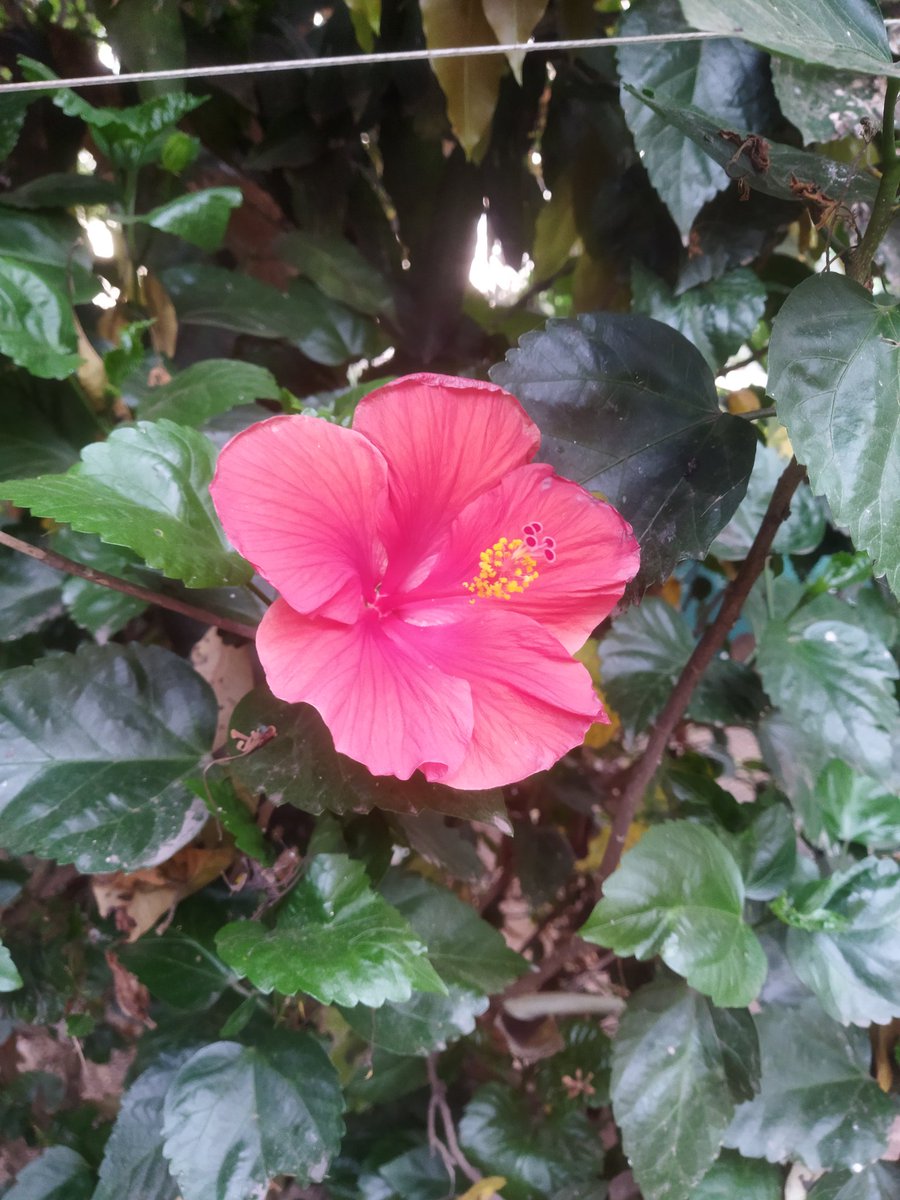 Now, this Hibiscus remind me of Goa.