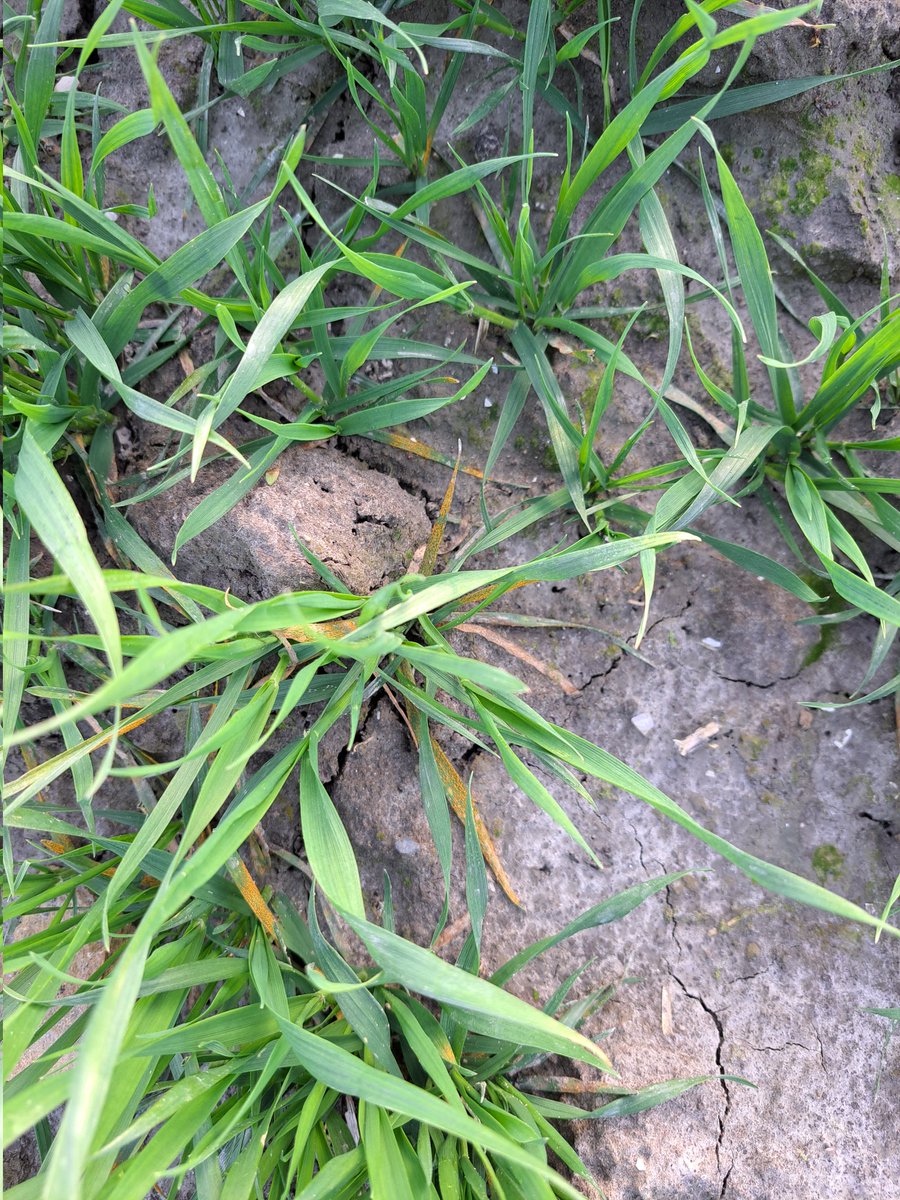 Luc Remijn tweet media