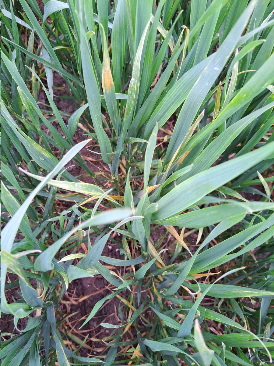 Luc Remijn tweet media