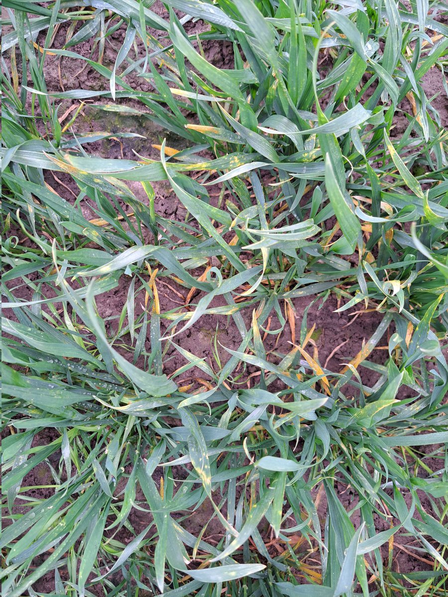 Luc Remijn tweet media