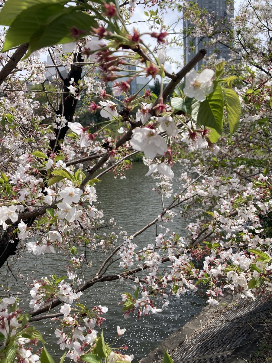 NHK World’s Ramin Mellegard brings you cherry blossoms by a canal in Tokyo’s Ichigaya. Check our daily updated map of the nationwide “sakura front.”　www3.nhk.or.jp/nhkworld/en/ne… #sakuraNHKWorld #みんなでつくる桜前線