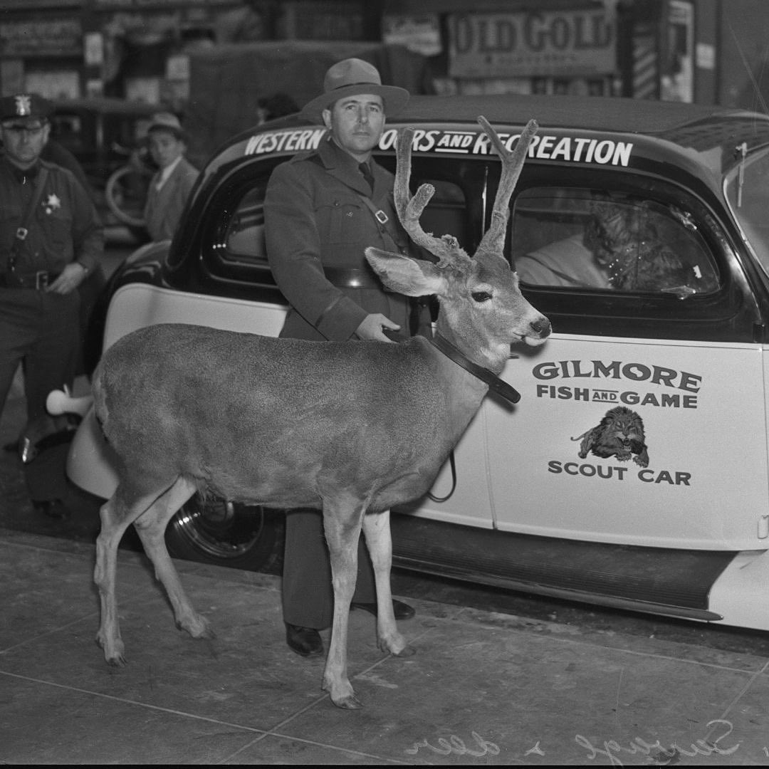 Dogs and cats are may be common household pets, but these images document some of the more unusual L.A. pets and their owners from the last century 🧐🐯 #NationalPetDay 📷 Los Angeles Times Photographic Collection, UCLA Library Special Collections: go.library.ucla.edu/la-times