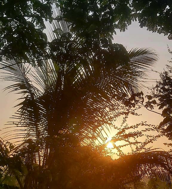 Enjoy the morning breeze, feel the warmth of the Sun , and be grateful..... Morning Clicked 😍