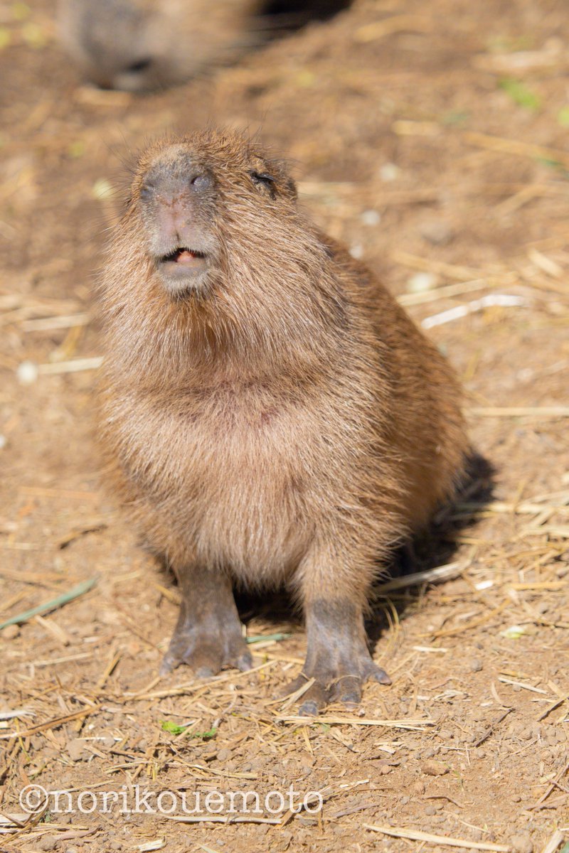 楽しいね♪ #カピバラ　#capybara #伊豆シャボテン動物公園