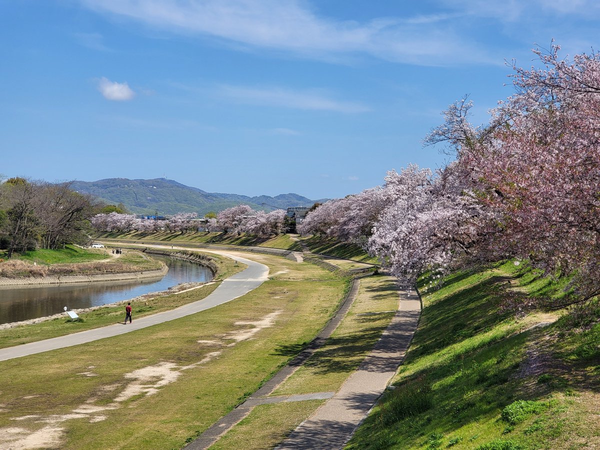 4/12（金）
旭川土手の桜、散りかけですがギリ今週末はお花見できそう！

そういえば、いつもお世話になってる消しゴムマジック（GoogleフォトのAI編集）が5/15からほぼ全ユーザー無料で使えるってよー（これまではPixelユーザー、GoogleONEメンバー限定）

#リモバ岡山店 開店でーす！！