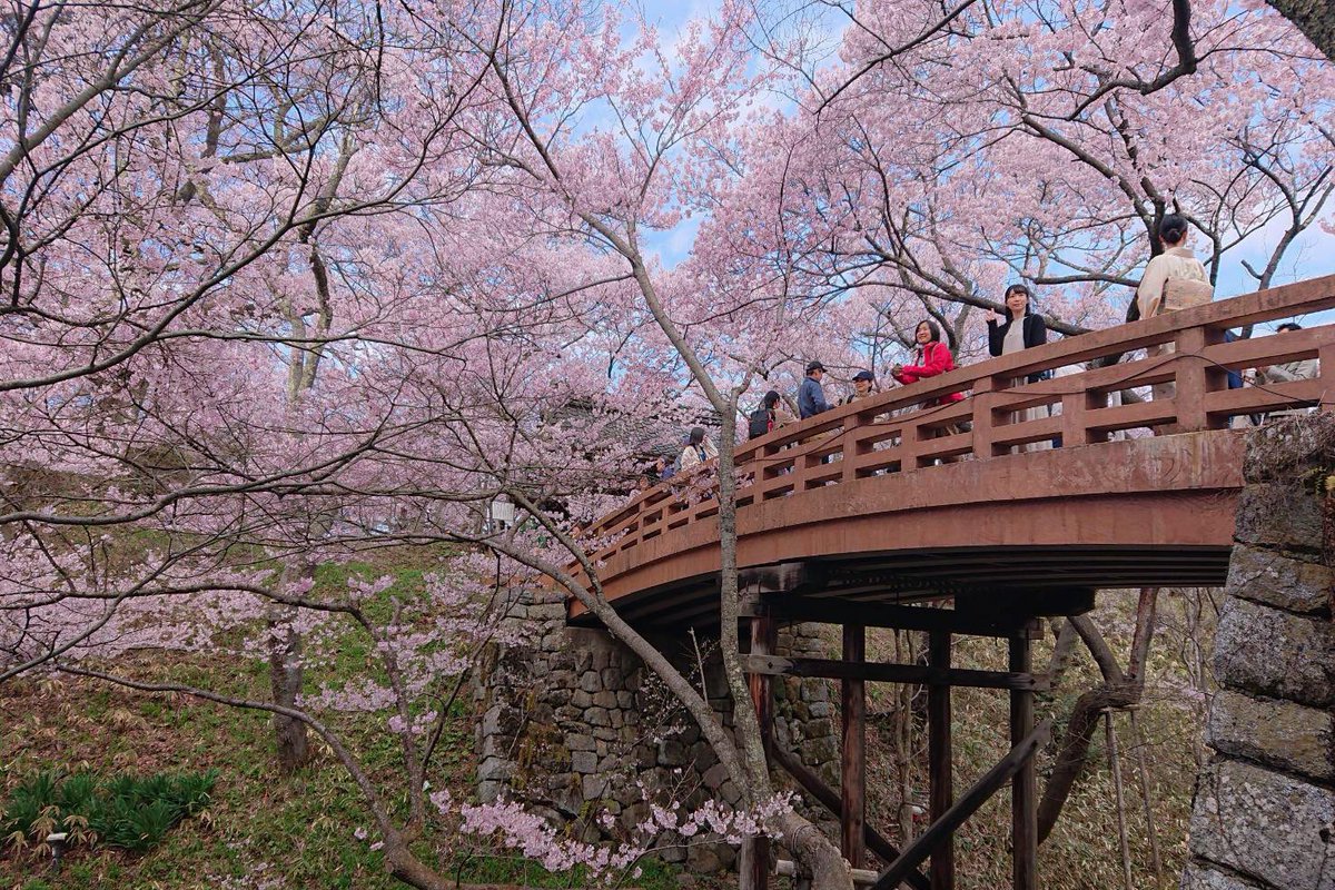 天下第一の桜 🌸 高遠城址公園 ＼本日も満開です／ こぼれんばかりの桜たち 園内では見事な『天下第一のお花見』をお楽しみ頂けます 今日もお花見日和になりそうです #長野県伊那市 #高遠城址公園 takato-inacity.jp/2024/
