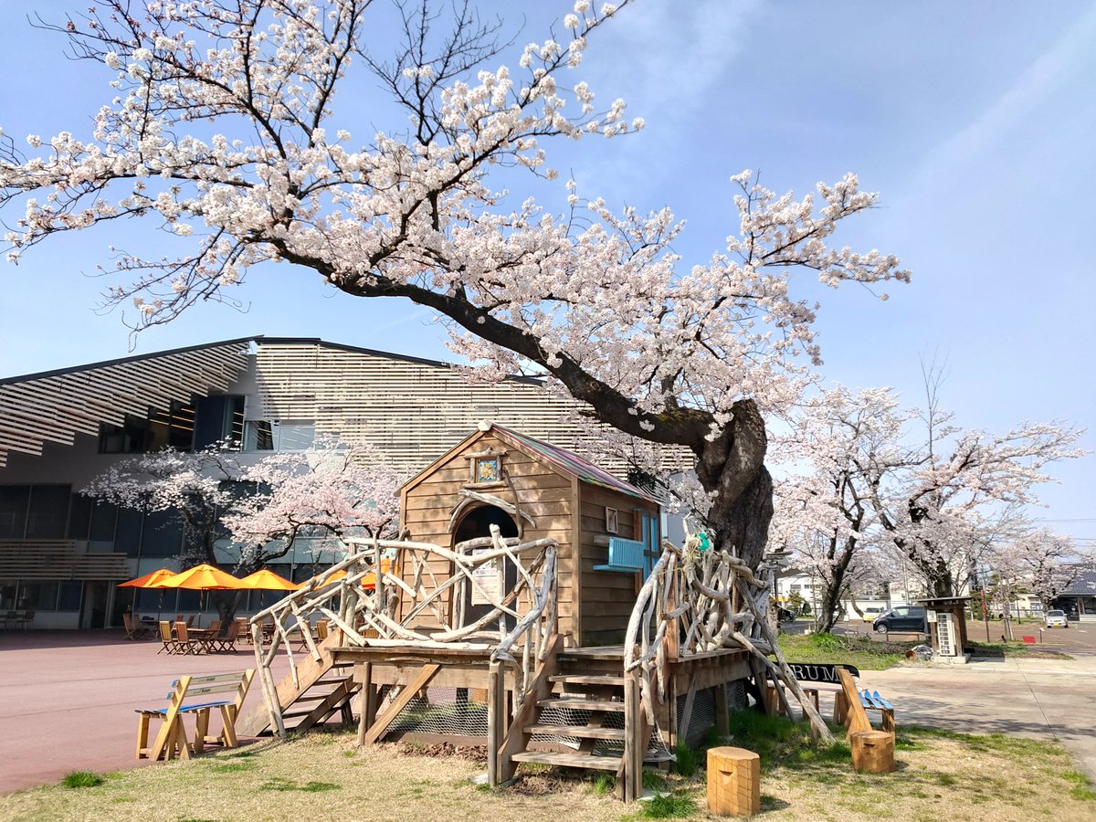 sanjo_city's tweet photo. ドラマ「DIY!!」ツリーハウスと桜のコラボレーション✨

「#まちやま 」では #桜 が見頃を迎えていますが、ツリーハウスの横の桜の木も満開です🌸🌸🌸
春の景色をお楽しみください♪

#三条市 #選びたくなるまち三条 #diyドラマ #diyアニメ https://t.co/pY0xh52Erf
