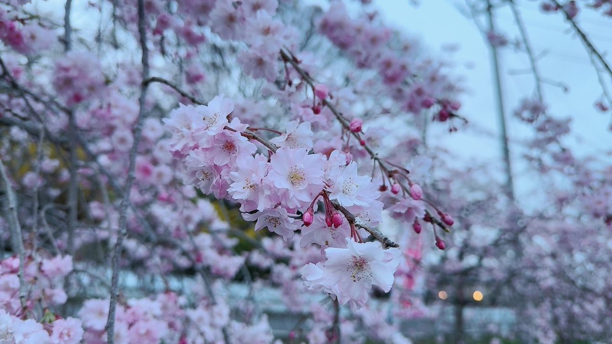 日本の風景

お花見楽しみですね🌸

🌸フォロワーさん募集中🌸

フォロー&固定ツイもしくは
このツイRTいただきましたら➡️
全力フォロバいたします‼️  

#相互フォロー
#お花見