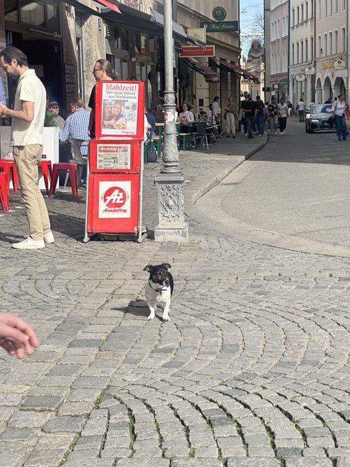 saw this dog today, pretty cool guy https://t.co/NG1CWWynwo