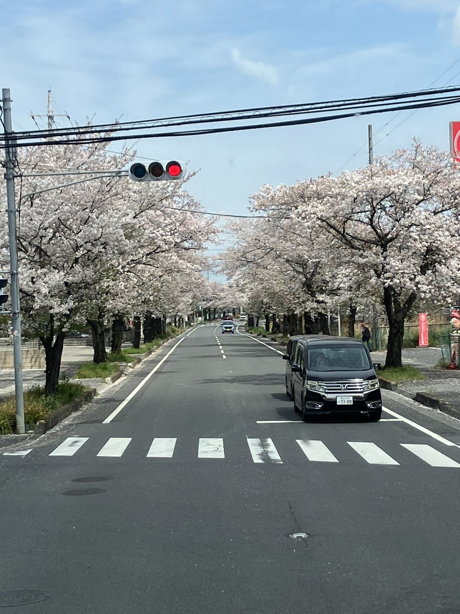 今走ってる道
さくら通りだそうです🌸

#加須市