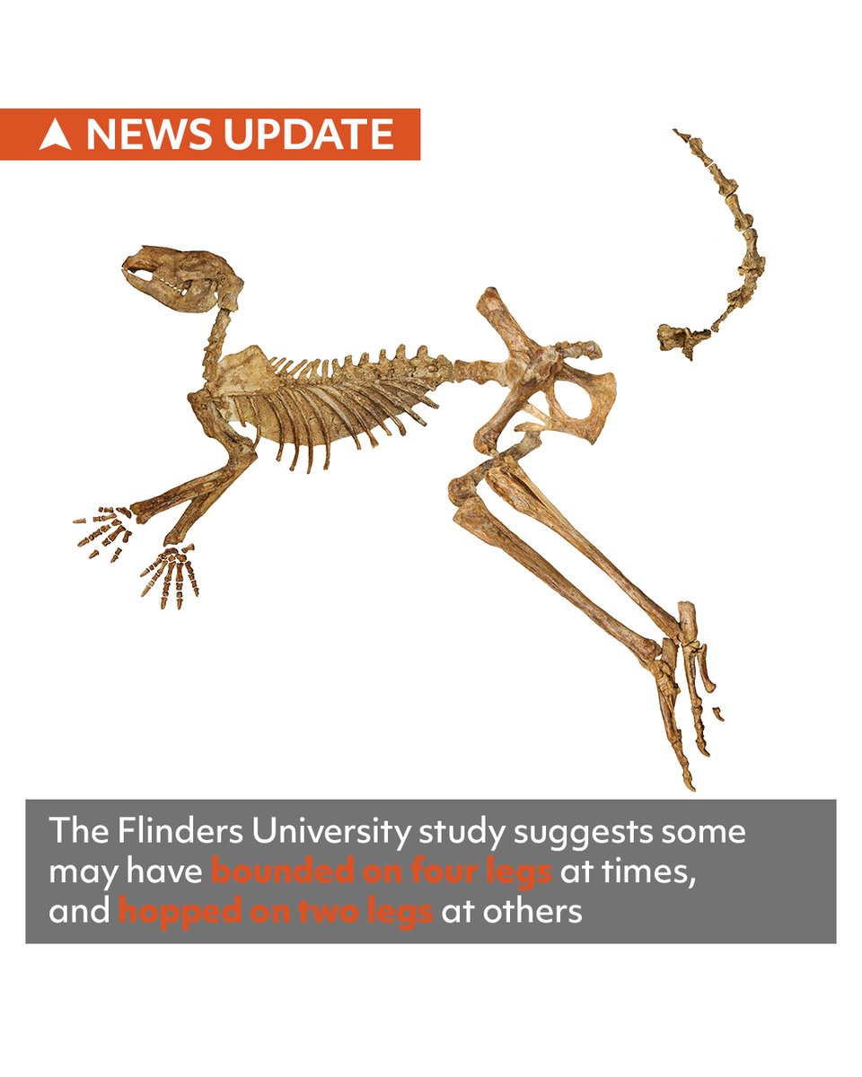 Palaeontologists from @Flinders have described three new species of giant fossil kangaroo from #Australia and New Guinea, finding them to be unusual and more diverse in shape and range than formerly thought. 📷 Traci Klarenbeek, Aaron B. Camens, Peter Schouten & Isaac A. R. Kerr