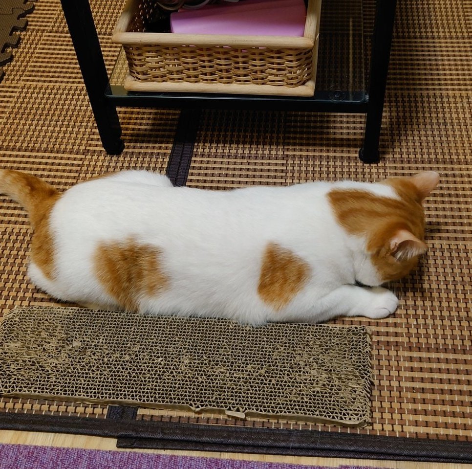 部屋によく食パンが一斤ころがっています🍞