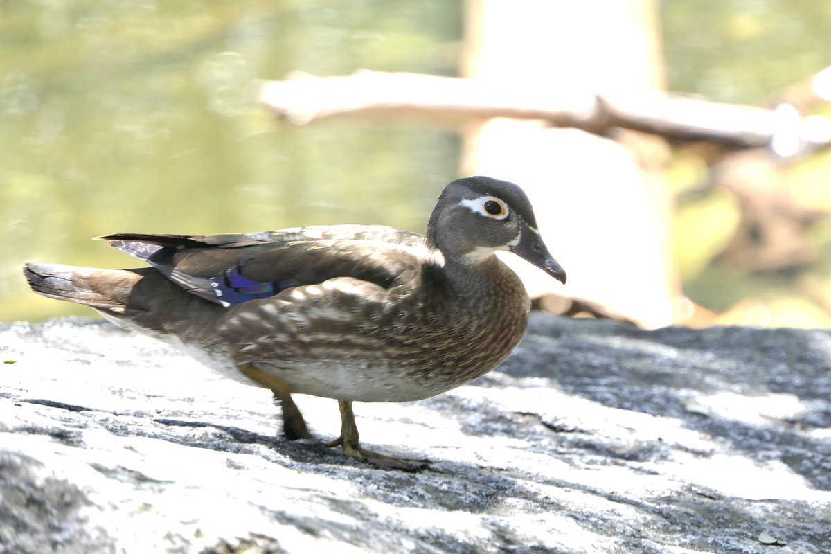 mbplan's tweet photo. Waders of @YosemiteNPS @CornellBirds @AudubonCA @audubonsociety https://t.co/7o4VY2BEch