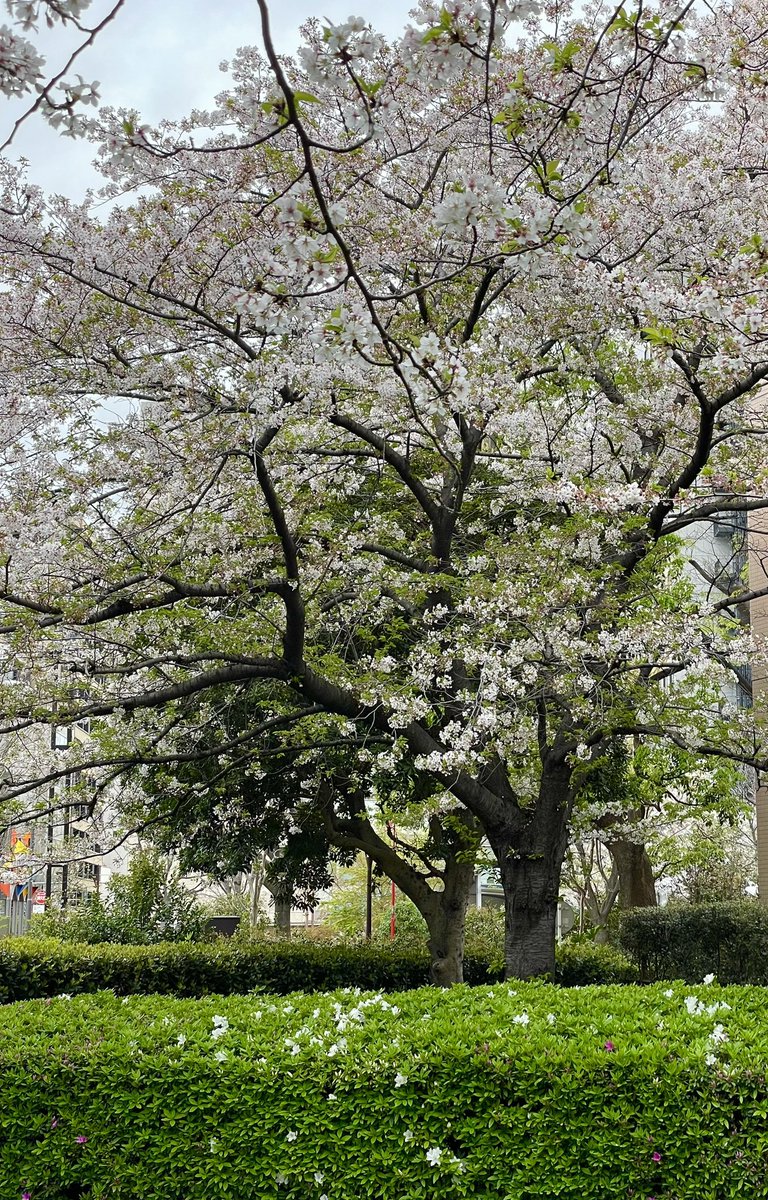 Getting out to enjoy what is left of the Sakura #hanami #iosdev