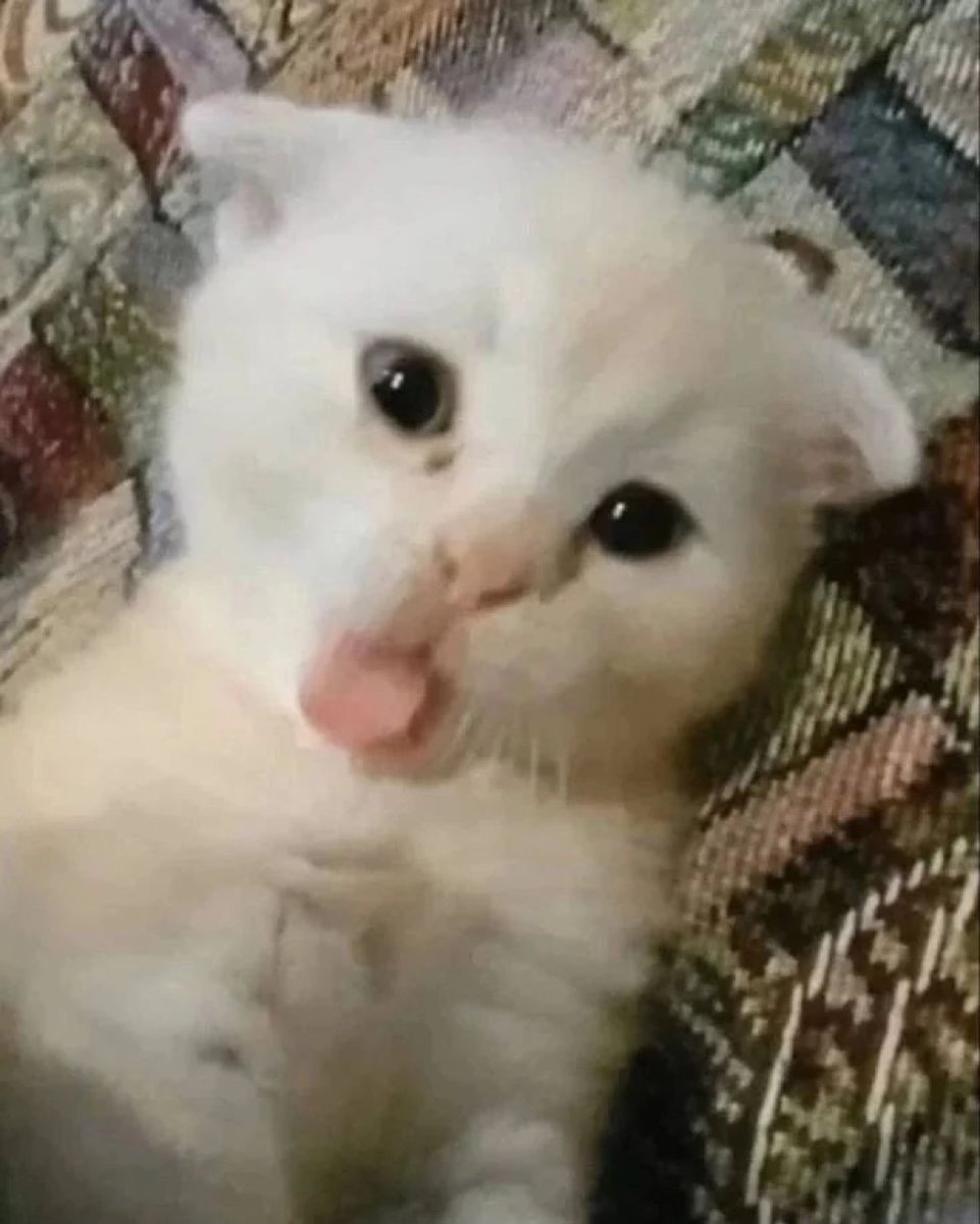 PunchingCat's tweet photo. https://t.co/vY7CkiHJwk