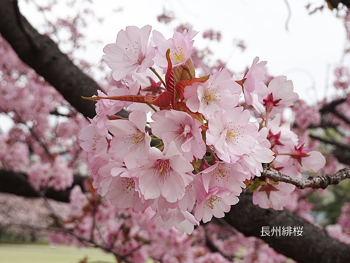 4/12🌸桜速報 ◎みごろ 嵐山、市原虎の尾、一葉、鬱金、五所桜、十二月桜、芝山、白妙、朱雀、長州緋桜、紅豊 ○咲きはじめ 妹背、霞桜、関山、御衣黄、兼六園菊桜、琴平、松月、駿河台匂、梅護寺数珠掛桜、宝珠桜、福禄寿、普賢象、増山、鷲の尾 ▼お早めに 駒繋、染井吉野、八重紅枝垂など #新宿御苑