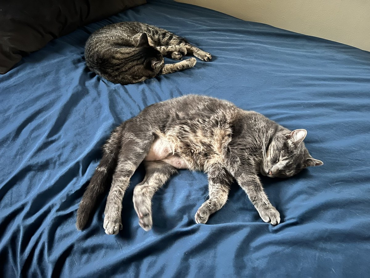 Lone Wolf & Sierra are nice and comfortable on the bed this #ThursdayNight
😻💤🌌
They thank everyone for stopping by to say hello and check on us today,
We furry appreciate you all,
*Huge Paw Hugz*
🐾💙💜🧡❤️💖🩵💚💛💙🐾
#CatsOfTwitter 
#Tabby 
#GreyPanfur 
#Purrs4Peace