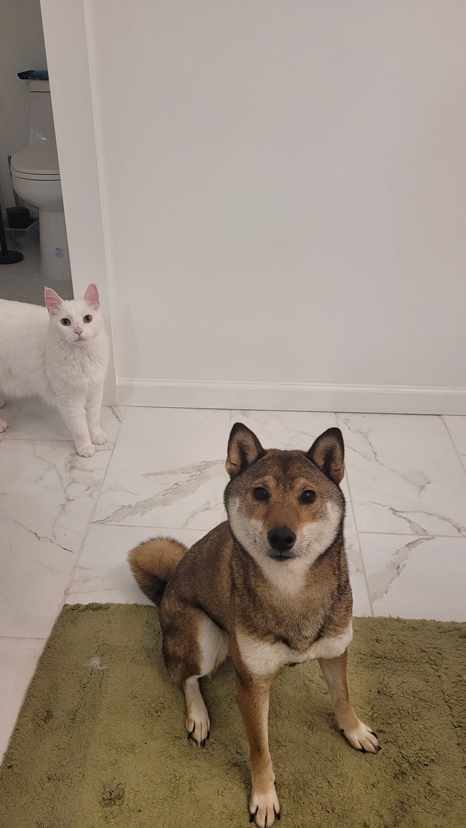 Julie Niklas tweet media