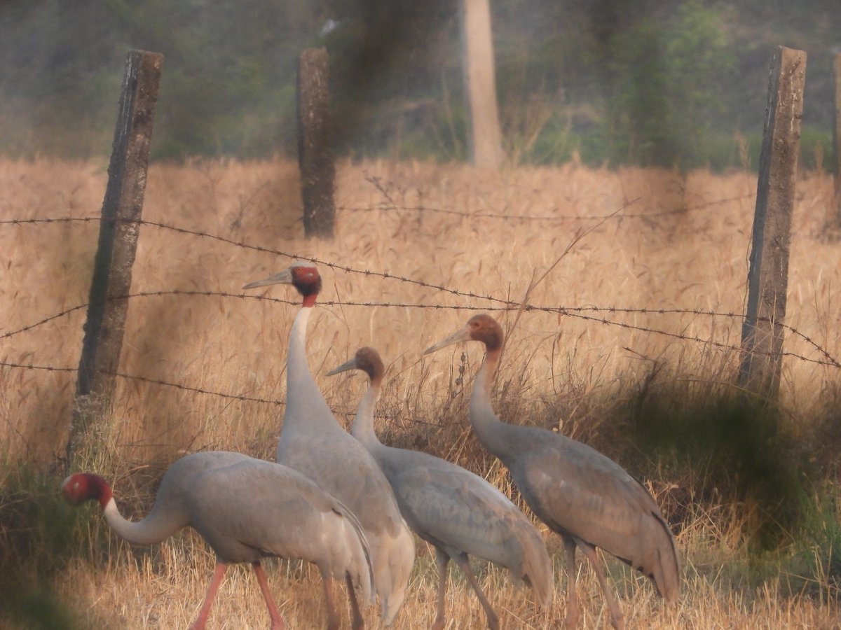 A family of 4 Sarus Cranes has been living next to me for more than a week. I hear their reverberant call every morning, just checked them, seem fine today. Sarus is the tallest of flying birds in the world, globally threatened & protected species.